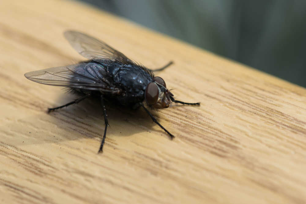 Schädlingsbekämpfung Fliege